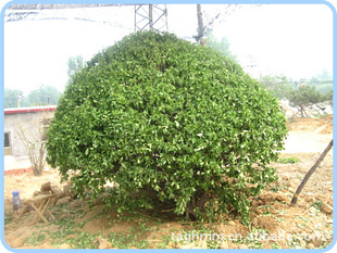 紅果冬青樹(shù)價(jià)格揭秘，自然美景探索之旅的獨(dú)家體驗(yàn)