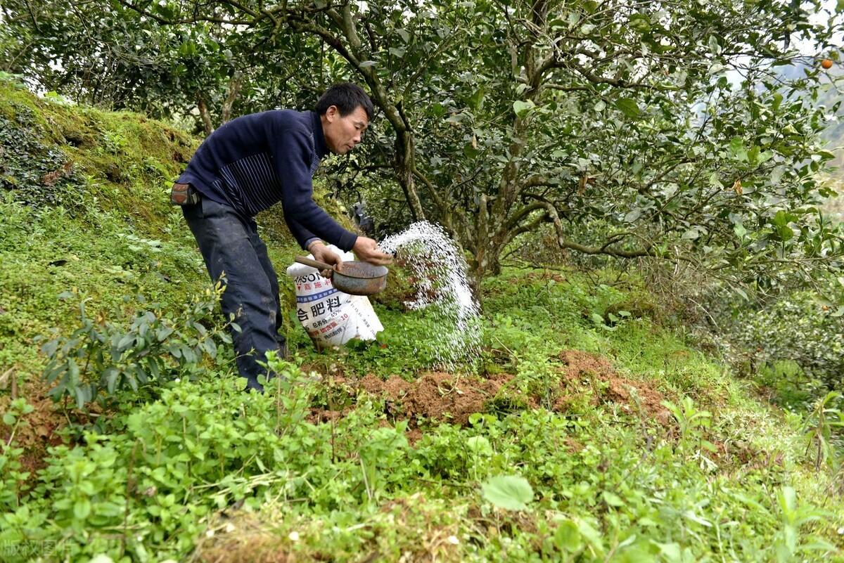 最新液體肥