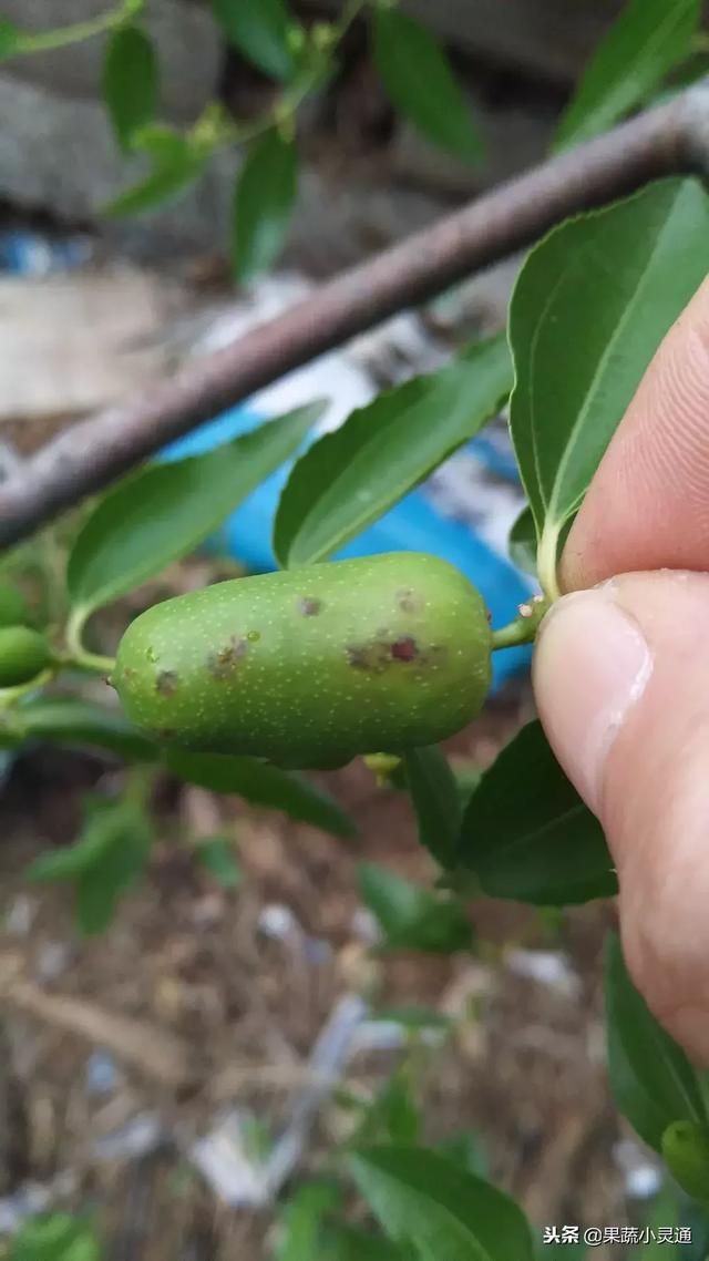 棗花病的最新觀點論述解析